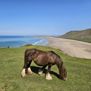 Cheval et paysage sur la pointe galloise