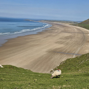 Les moutons gallois